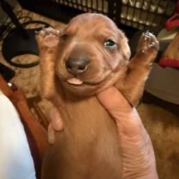 Swagger - Dapple male Dachshund puppy in Russellville, Arkansas from Cains River Valley Dachshunds