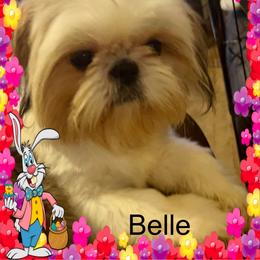 Belle - Shih Tzu