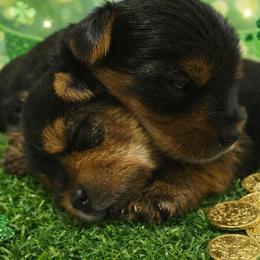 Yorkshire Terrier puppies from Royal Riff Yorkies