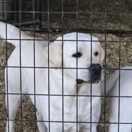 Ice Baby - Labrador Retriever