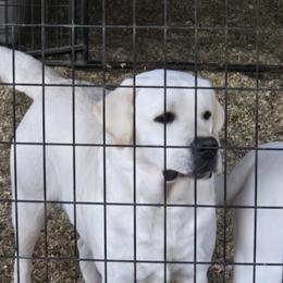 Ice Baby - Labrador Retriever