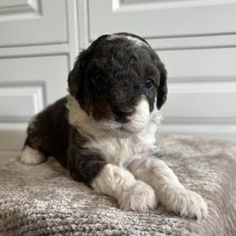 Boy 3 - Blue merle male Aussiedoodle puppy in Cedar Park, Texas from Lollipups Mini Aussiedoodles
