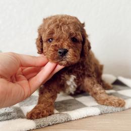 MBappe - Red male Cavapoo puppy in Mesa, Arizona from Pedersendoodles