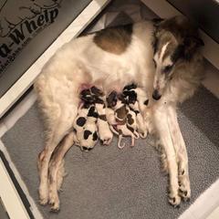 Borzoi and Cavalier King Charles Spaniel Puppies from Aria Borzoi