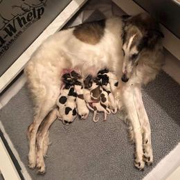 Borzoi and Cavalier King Charles Spaniel Puppies from Aria Borzoi