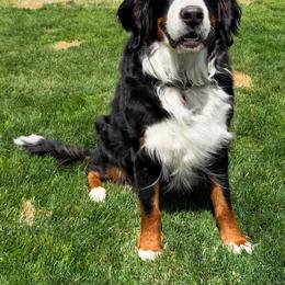 Momo - Bernese Mountain Dog