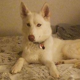 Luna - Siberian Husky