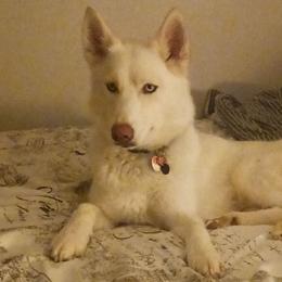 Luna - Siberian Husky