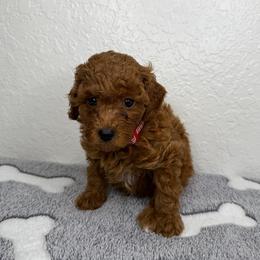 Red - Red  male Poodle puppy in Miami, Florida from Katy's Toy Poodles