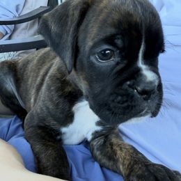 Dubai - Brindle male Boxer puppy in Medical Lake, Washington from Back Forty Boxers and Old English Bulldogs