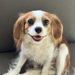 Vanessa - Cavalier King Charles Spaniel