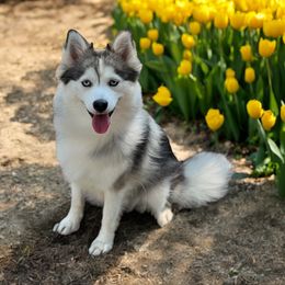 Bella - Pomsky
