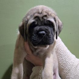 Girl 7 - Fawn female Mastiff puppy in Lake Villa, Illinois from Kharisma Mastiffs