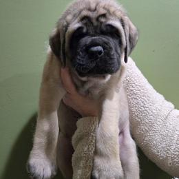 Girl 7 - Fawn female Mastiff puppy in Lake Villa, Illinois from Kharisma Mastiffs