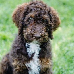 Bernedoodles and Poodles from Doodles-by-Delilah
