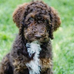 Bernedoodles and Poodles from Doodles-by-Delilah