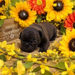 Dark Silver Boy (blue toe) - Silver male Pug puppy in Tulsa, Oklahoma from Locust Creek Pugs & Japanese Chin's