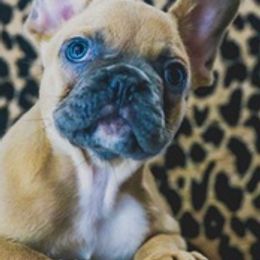 French Bulldogs from All Frenchied Up