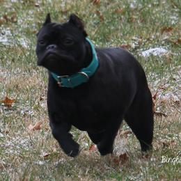 American Bulldogs, French Bulldogs, and Shorty Bulls from Bingham's Bulldogs LLC