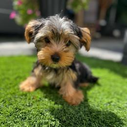 Red collar - Black and tan male Yorkshire Terrier puppy in Massachusetts from Happy Tail Yorkies and Maltese