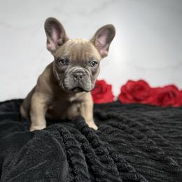 Boy 2 - Blue fawn male French Bulldog puppy in Alexandria, Virginia from Boss Lady Kennel