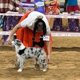 Australian Shepherds, Miniature Australian Shepherds, Pembroke Welsh Corgis, and Toy Australian Shepherds from Tin Roof Aussies