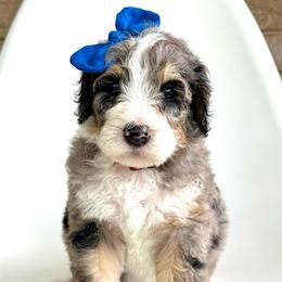 Isla - Blue merle female Bernedoodle puppy in Pulaski, Tennessee from Doodle My Heart