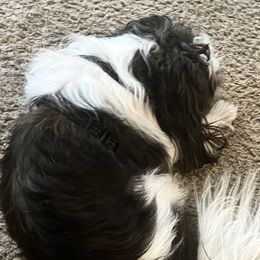 Shih Tzus from ShihtzuBabies