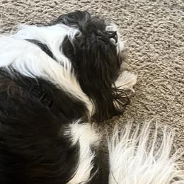 Shih Tzus from ShihtzuBabies