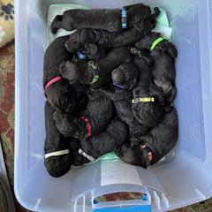 Boykin Spaniel Puppies from Five-Springs-Kennels