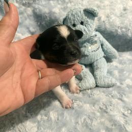 Rory Mcllory - Black white and tan male Rat Terrier puppy in Atlanta, Texas from CaliRats Rat Terriers