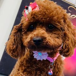 Maltipoos and Shihpoos from Celebrity Maltipoos