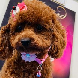 Maltipoos and Shihpoos from Celebrity Maltipoos