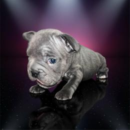 Lilo - Blue female French Bulldog puppy in Amarillo, Texas from Bomb City Bulldogs