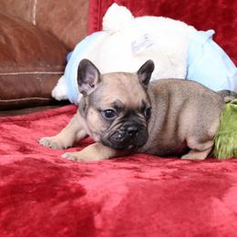 Gravy - Fawn and white male French Bulldog puppy in Madison, Alabama from Moss Bulldog's Home