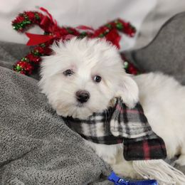 Pending testing Gus-OFA and CHIC parents - White male Coton de Tulear puppy in Westfield, North Carolina from Legacy Pets