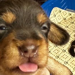 Orange - Aoife (ee-fuh) - Chocolate and tan Dachshund puppy in Henrico, Virginia from RVA Wirehaired Weenies