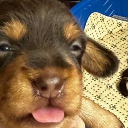 Orange - Aoife (ee-fuh) - Chocolate and tan Dachshund puppy in Henrico, Virginia from RVA Wirehaired Weenies