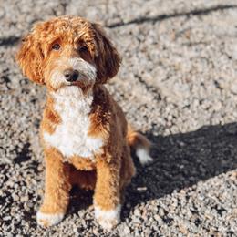 Rylah - Goldendoodle