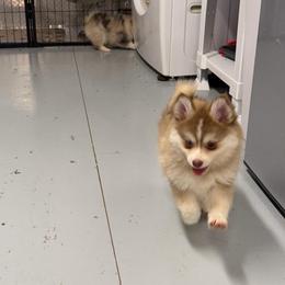 Paloma - Red and white female Pomsky puppy in Cave Creek, Arizona from Arizona Luxury Pomskies
