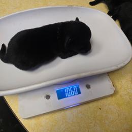 Blue Mellow - Black male Schipperke puppy in Randsburg, California from Light's Family Farm & Schipperke Ranch
