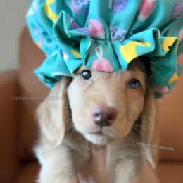 Aveeno - Cream male Dachshund puppy in Arizona from Vonaducci Doxies, LLC.