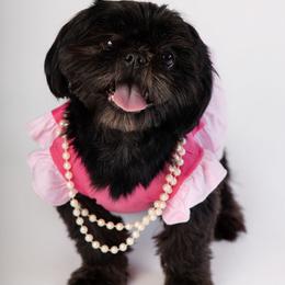 Dior - Shih Tzu