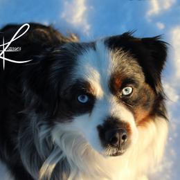 Bliss - Miniature American Shepherd