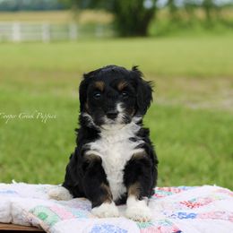 Brynn - Tri-color female Bernedoodle puppy in Lowry City, Missouri from Cooper Creek Puppies