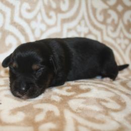 Ranger - Black tri male Toy Australian Shepherd puppy in Licking, Missouri from Burnett Aussies