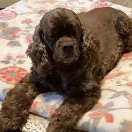 Cocker Spaniels from Tre-Vor Cocker Spaniels