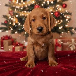Buddy - Red male Labradoodle puppy in Beecher, Illinois from Erica’s Doodles