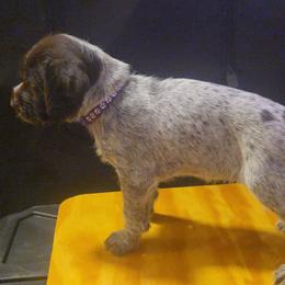 Miss Purple - Liver female German Wirehaired Pointer puppy in Madison, Missouri from Show Me Kennels
