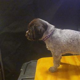 Miss Purple - Liver female German Wirehaired Pointer puppy in Madison, Missouri from Show Me Kennels